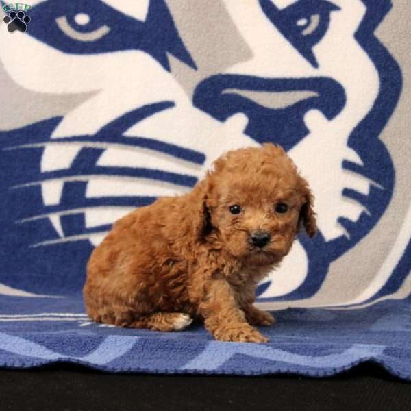 Josh, Toy Poodle Puppy